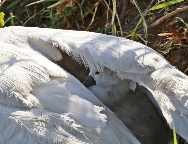 Knobbelzwaan / Mute Swan