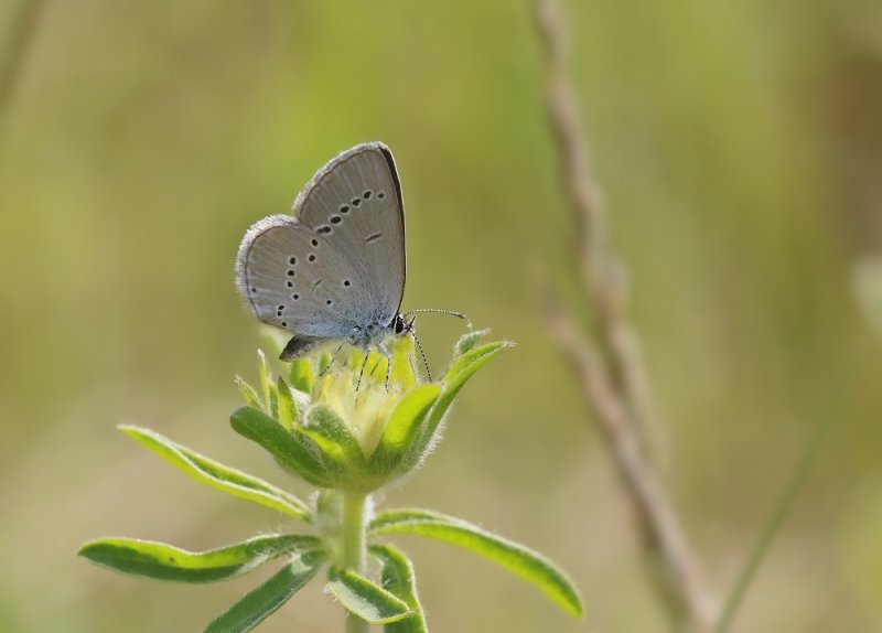 Dwergblauwtje / Little Blue, Small Blue