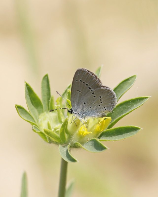 Dwergblauwtje / Little Blue, Small Blue
