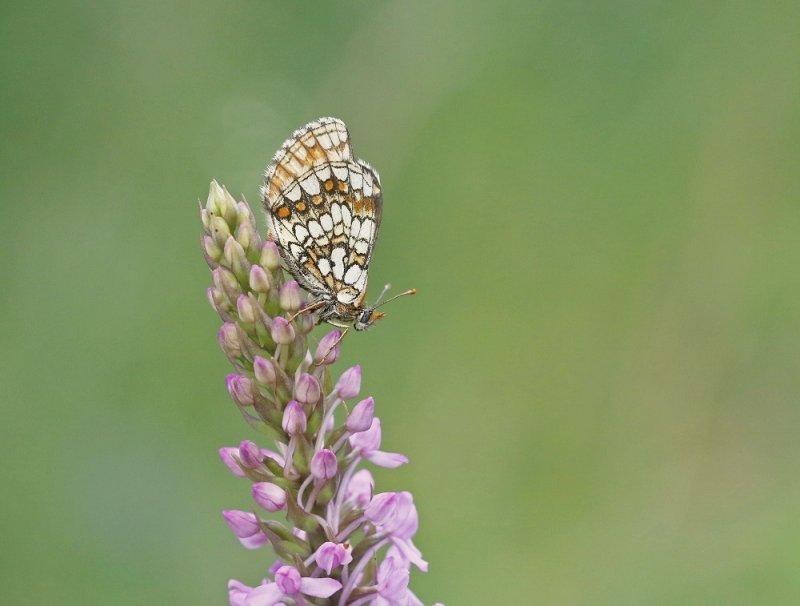 Steppeparelmoervlinder / Nickerls Fritillary