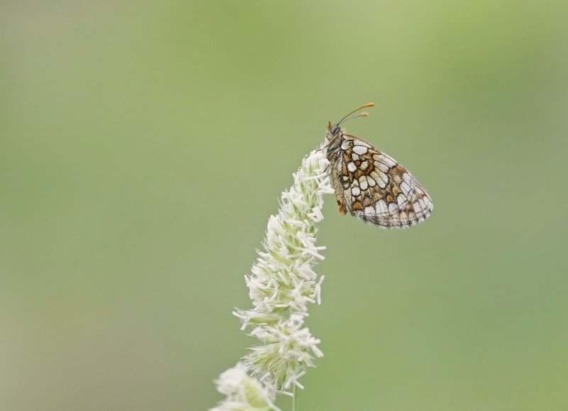Steppeparelmoervlinder / Nickerls Fritillary