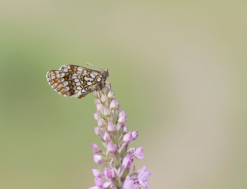 Steppeparelmoervlinder / Nickerls Fritillary