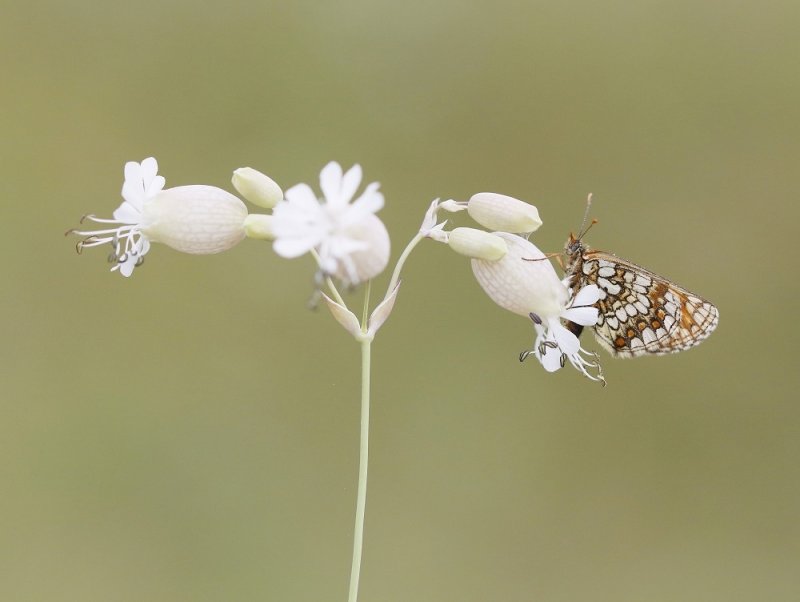 Steppeparelmoervlinder / Nickerls Fritillary