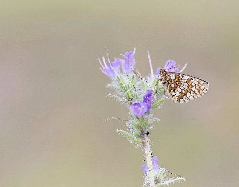 Steppeparelmoervlinder / Nickerls Fritillary