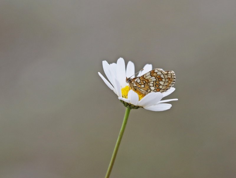 Steppeparelmoervlinder / Nickerls Fritillary