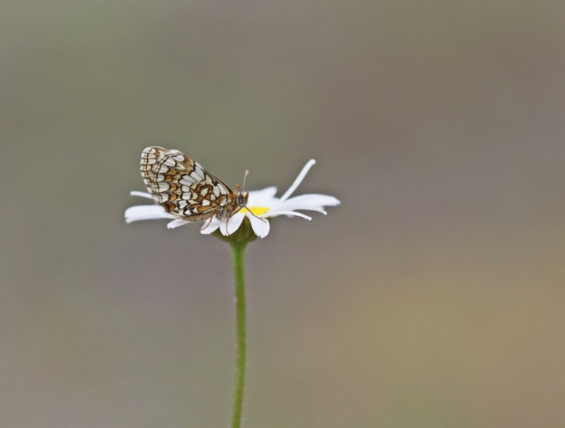 Steppeparelmoervlinder / Nickerls Fritillary
