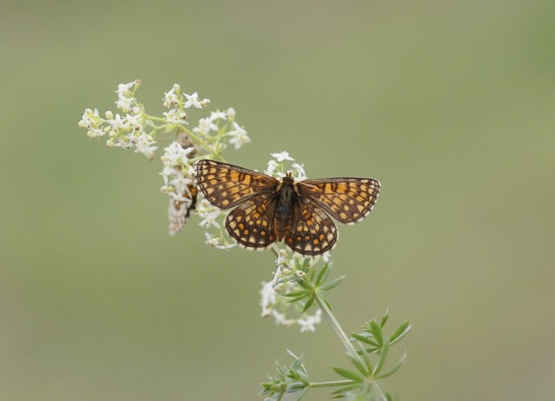 Steppeparelmoervlinder / Nickerls Fritillary