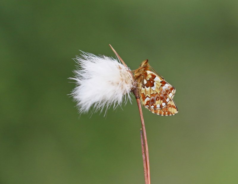 Veenbesparelmoervlinder / Cranberry Fritillary