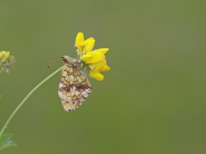 Purperstreepparelmoervlinder / Lesser Marbled Fritillary