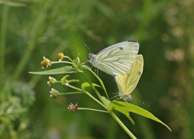 Klein Geaderd Witje / Green-veined White