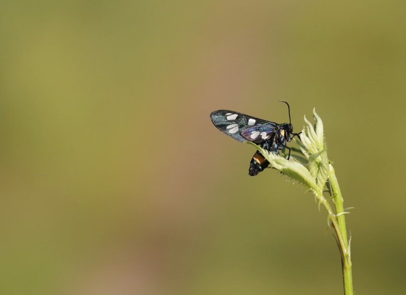 Phegeavlinder / Nine-spotted Moth