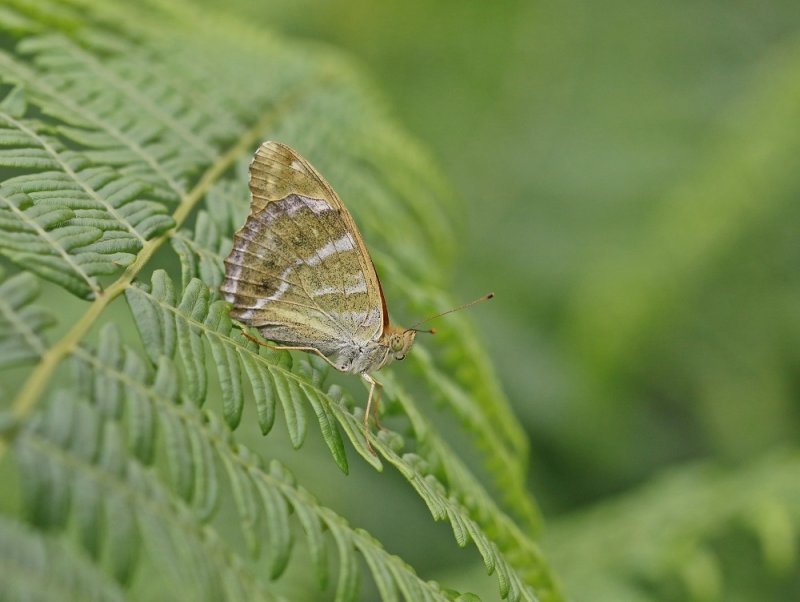 Keizersmantel / Silver-washed Fritillary
