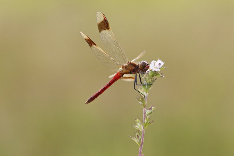 Bandheidelibel / Banded Darter