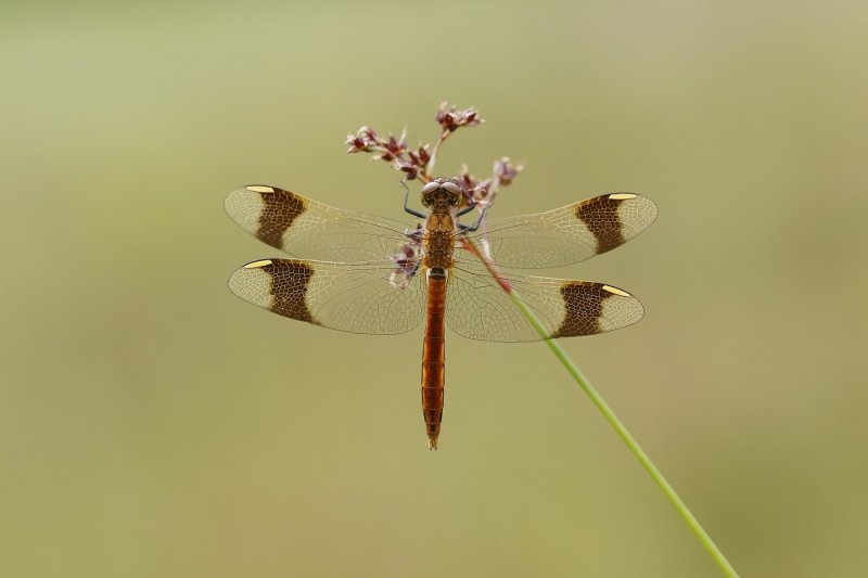 Bandheidelibel / Banded Darter