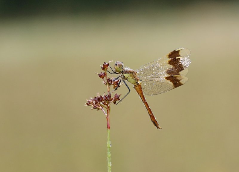 Bandheidelibel / Banded Darter