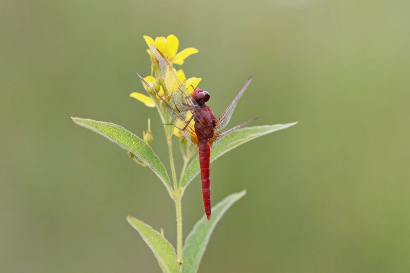 Vuurlibel / Broad Scarlet, Scarlet Darter