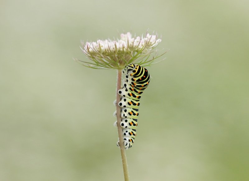 Rups van Koninginnenpage / Caterpillar of Common Yellow Swallowtail
