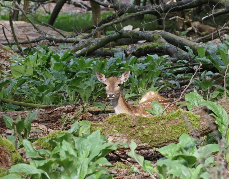 Damhert / Fallow Deer