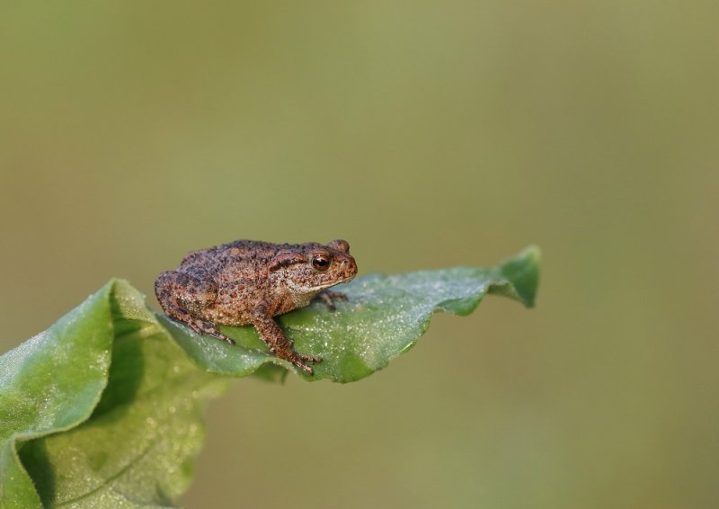 Gewone Pad / Common Toad
