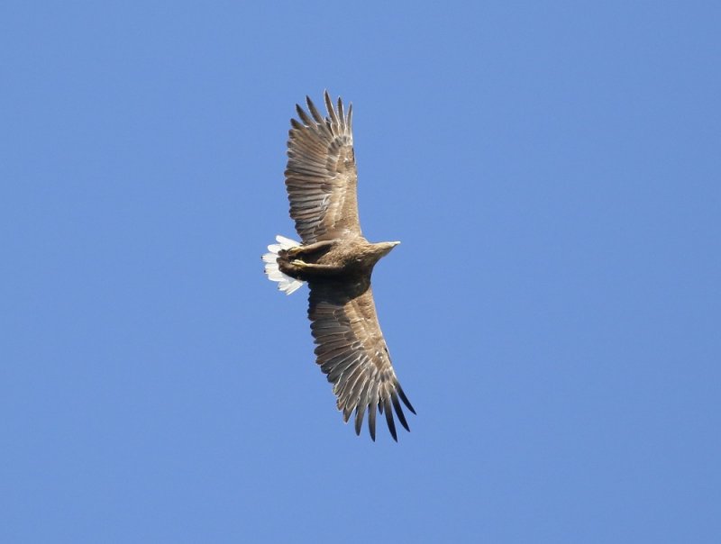 Zeearend / White-tailed Eagle