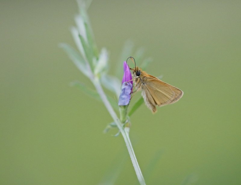 Zwartsprietdikkopje / Essex Skipper