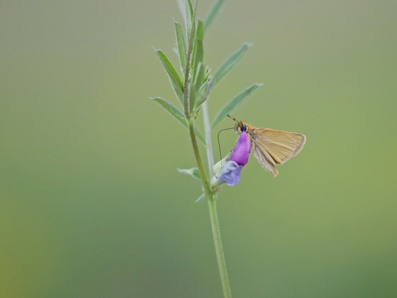 Zwartsprietdikkopje / Essex Skipper