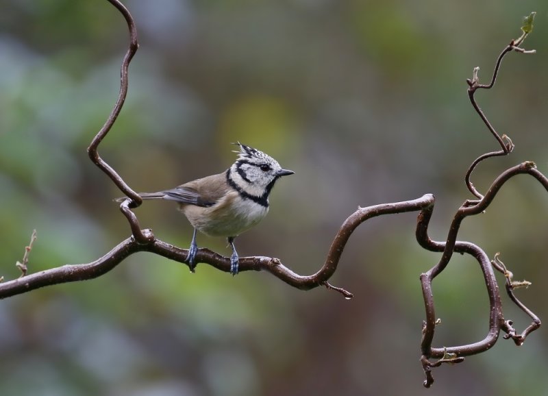 Kuifmees / Crested Tit