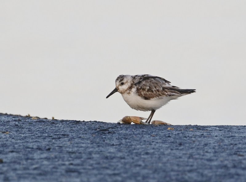 Drieteenstrandloper / Sanderling