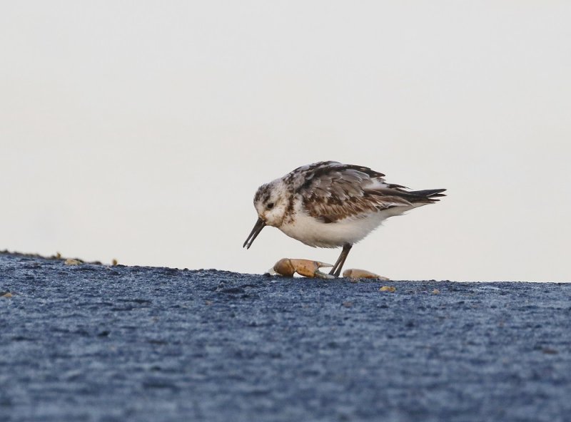 Drieteenstrandloper / Sanderling