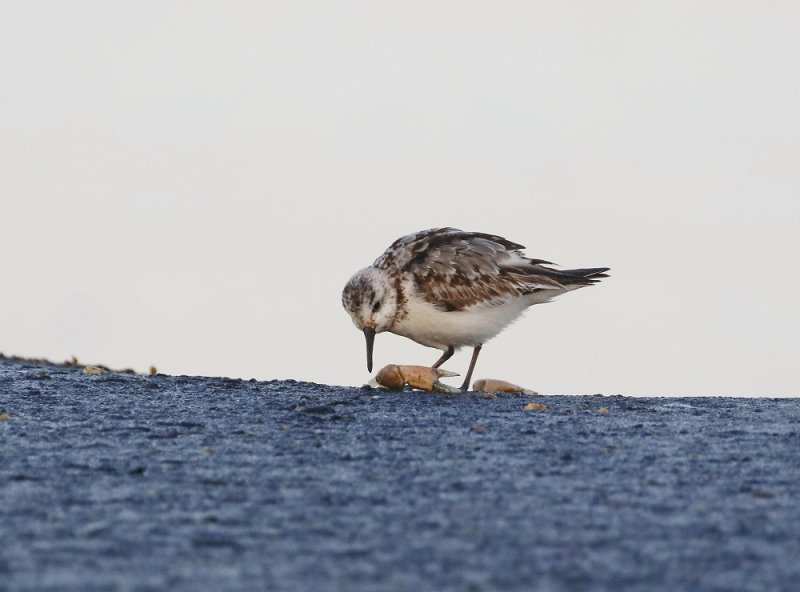 Drieteenstrandloper / Sanderling