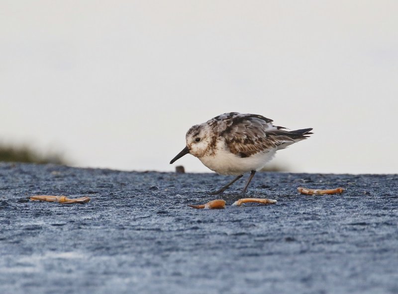 Drieteenstrandloper / Sanderling