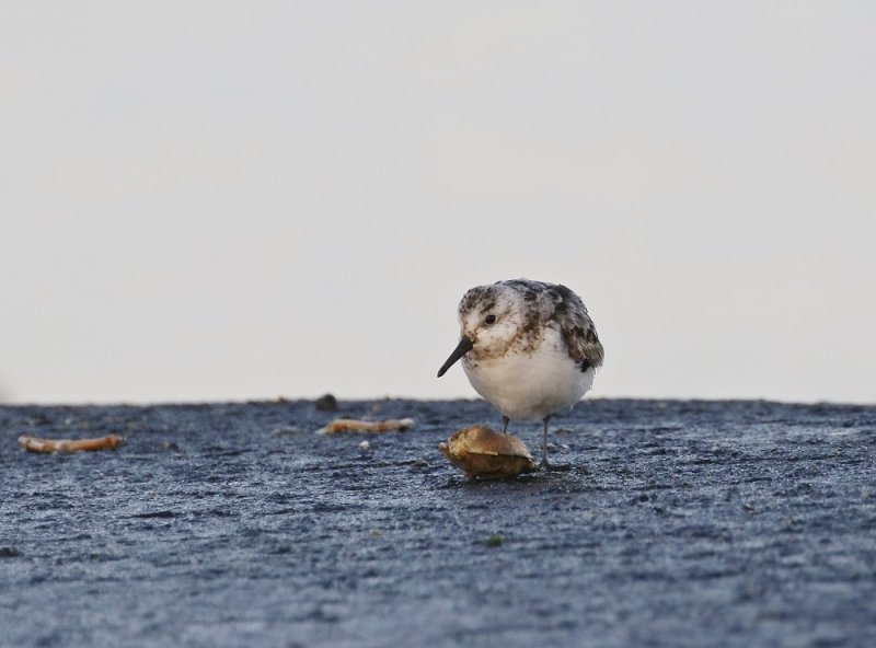 Drieteenstrandloper / Sanderling