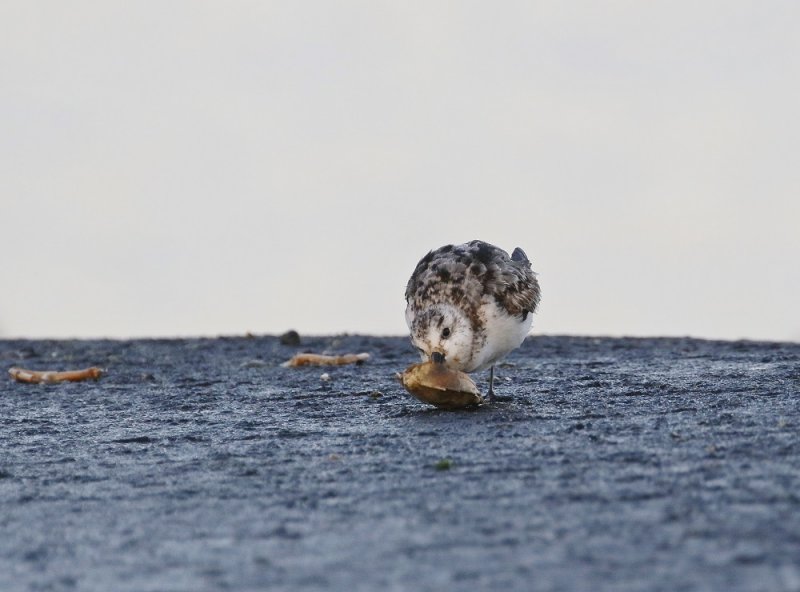 Drieteenstrandloper / Sanderling