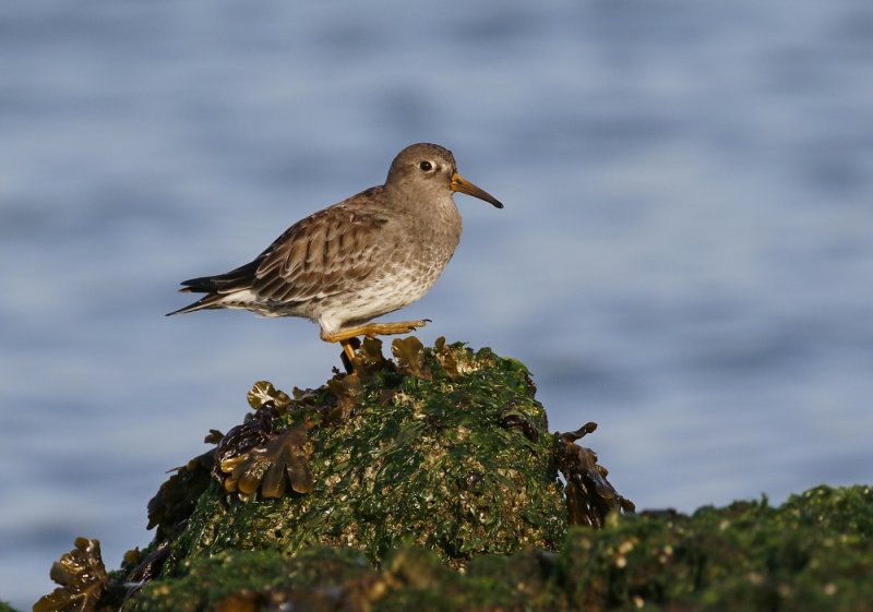 Paarse Strandloper / Purple Sandpiper