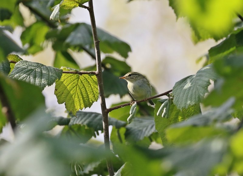 Bladkoning / Yellow-browed Warbler