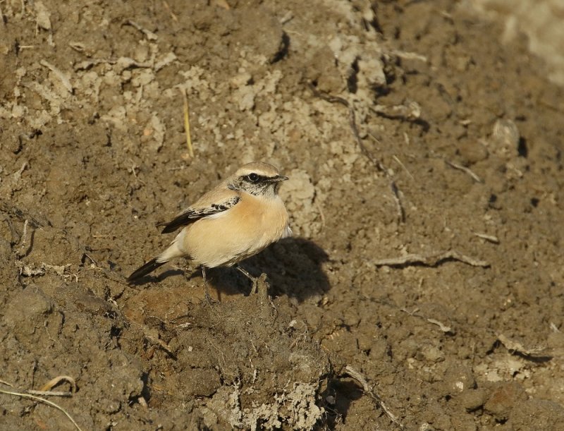 Woestijntapuit / Desert Wheatear