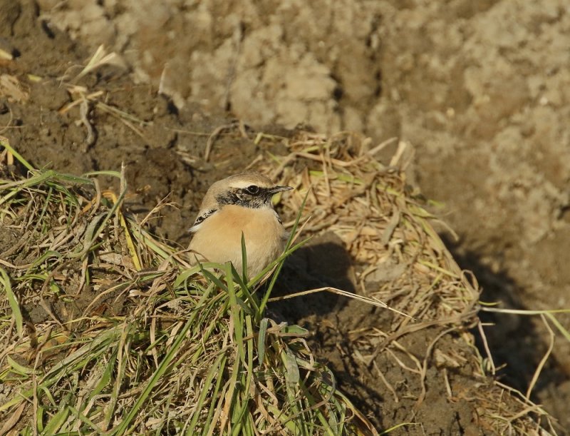 Woestijntapuit / Desert Wheatear