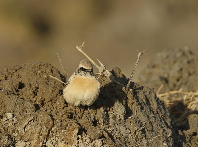 Woestijntapuit / Desert Wheatear