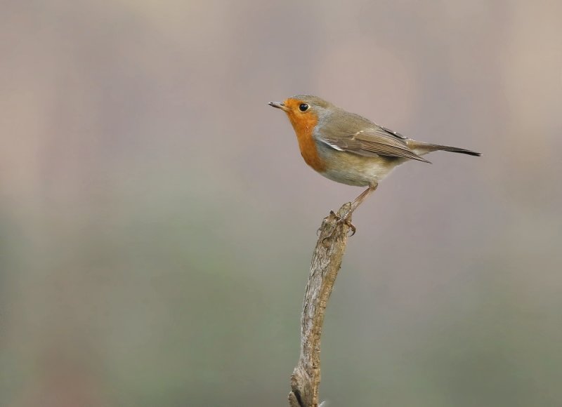 Roodborst / Robin