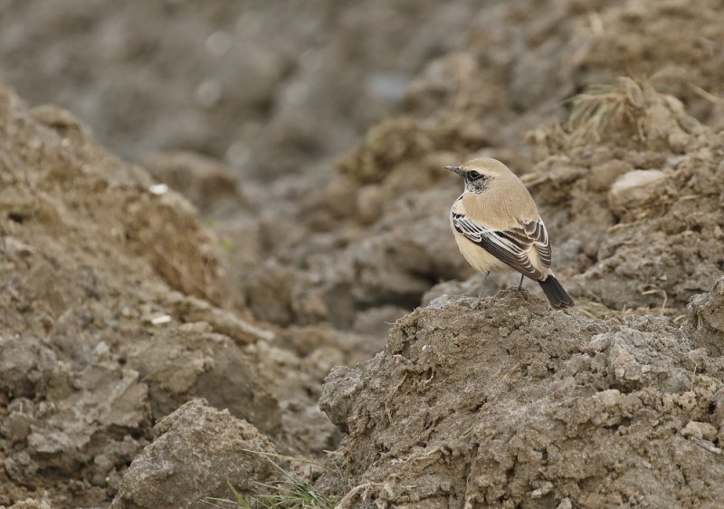 Woestijntapuit / Desert Wheatear