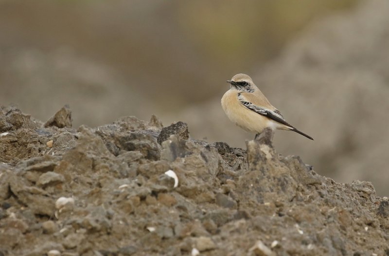 Woestijntapuit / Desert Wheatear