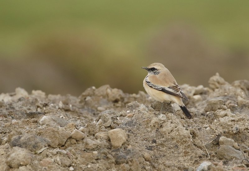 Woestijntapuit / Desert Wheatear