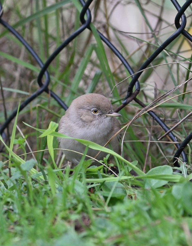 Woestijngrasmus / Asian Desert Warbler