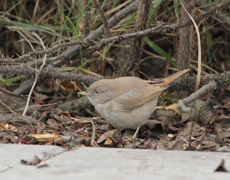 Woestijngrasmus / Asian Desert Warbler