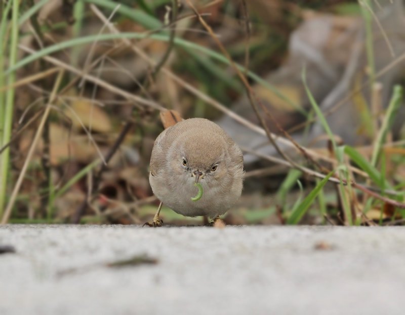 Woestijngrasmus / Asian Desert Warbler