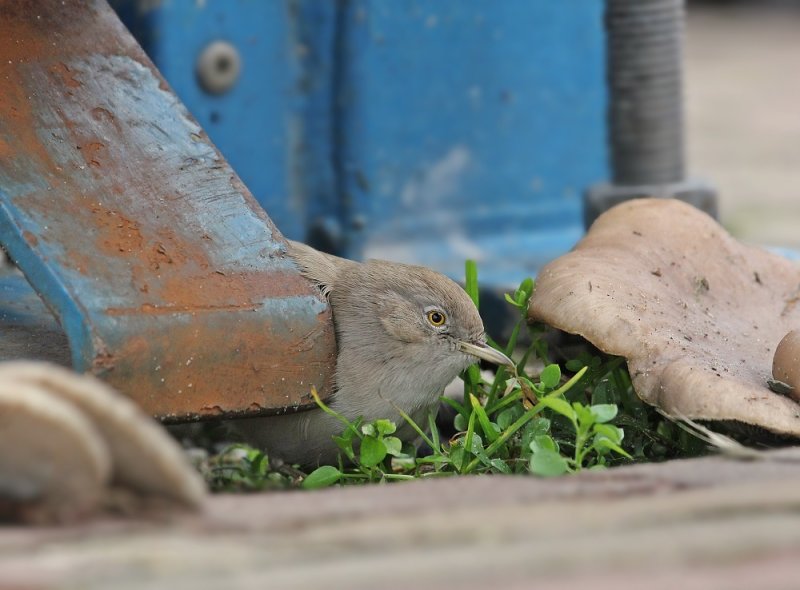 Woestijngrasmus / Asian Desert Warbler