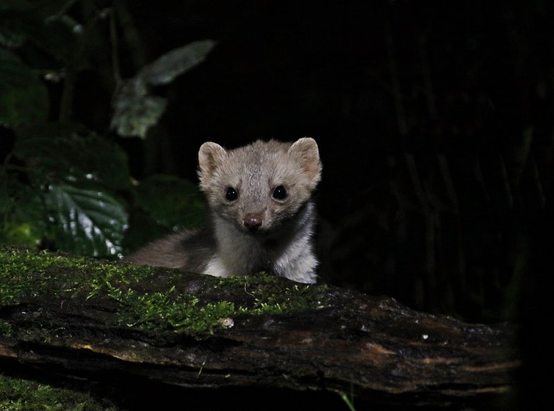 Steenmarter / Beech Marten, Stone Marten