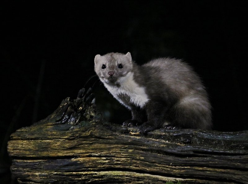 Steenmarter / Beech Marten, Stone Marten