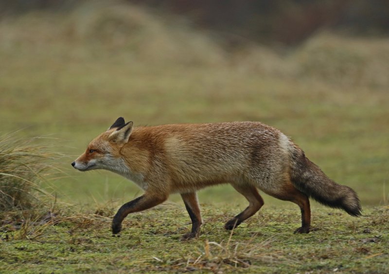 Vos / Red Fox