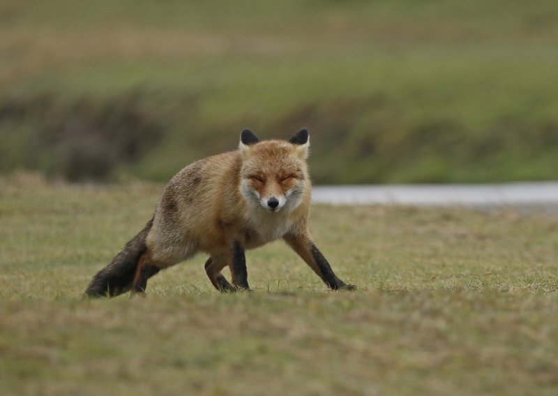 Vos / Red Fox